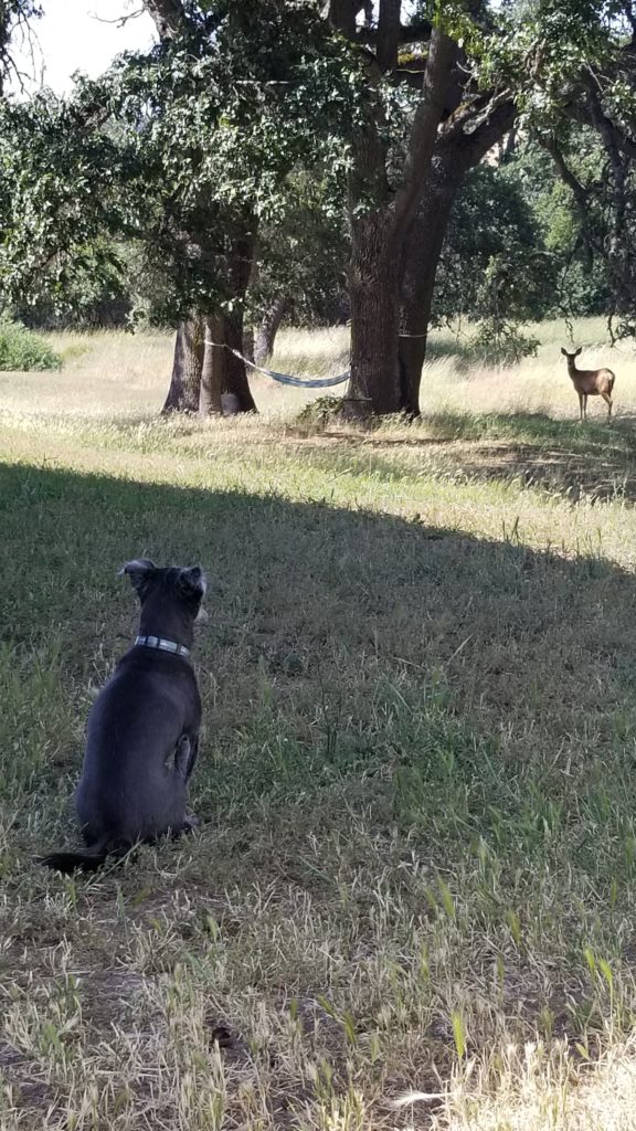 Dog stare at deer