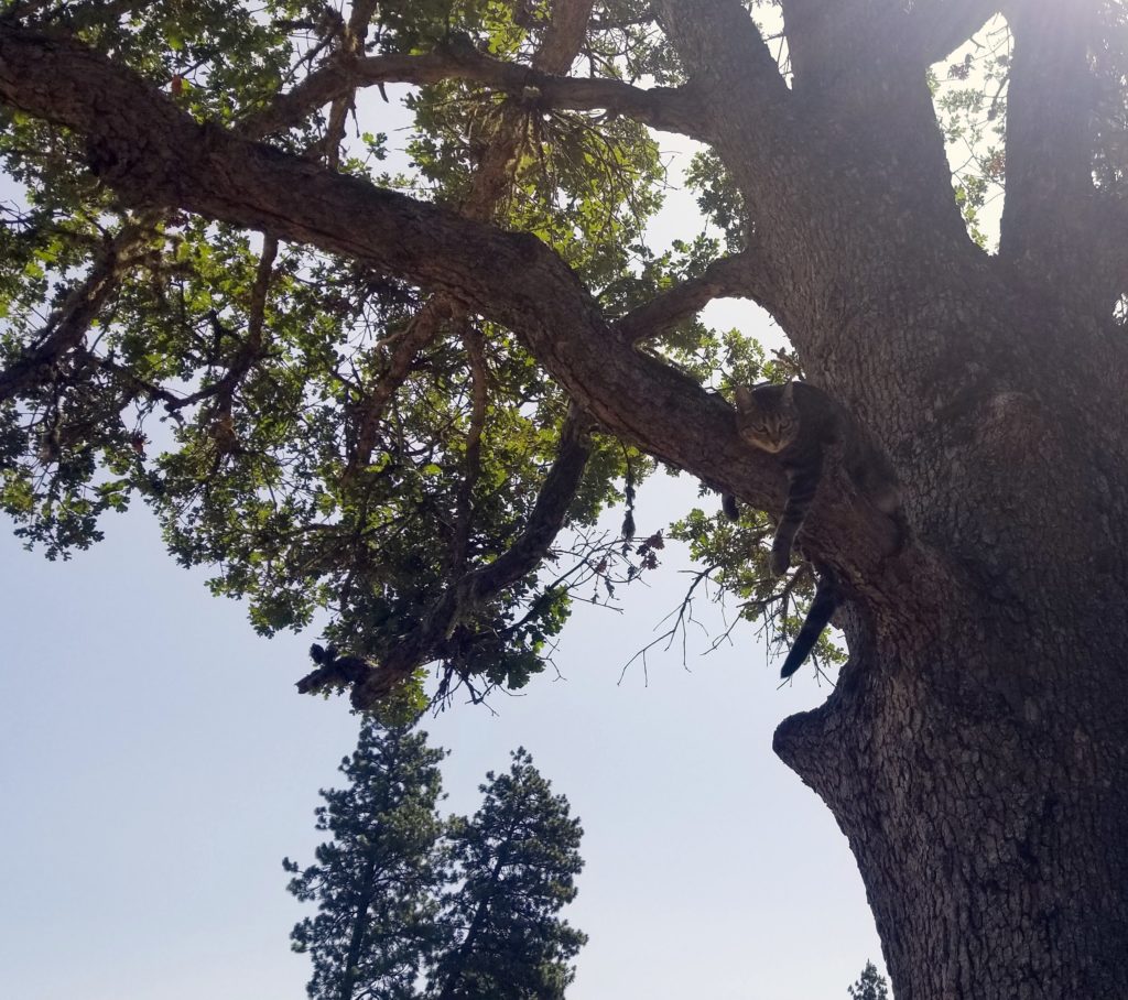 Cat laying comfortably on a tree branch