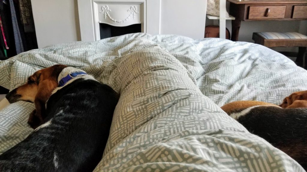 Human between two basset hounds on a bed