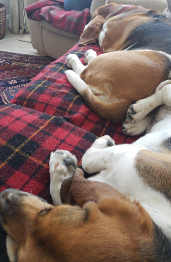 Two basset hounds asleep on a couch.