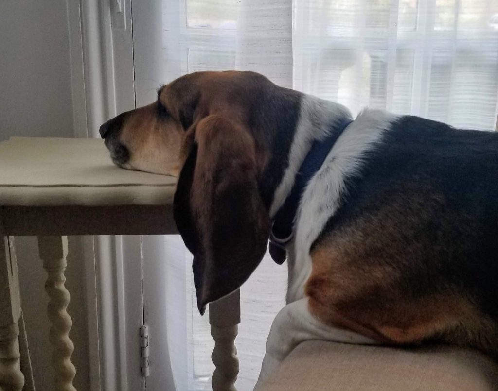 Basset hound resting head on an end table.
