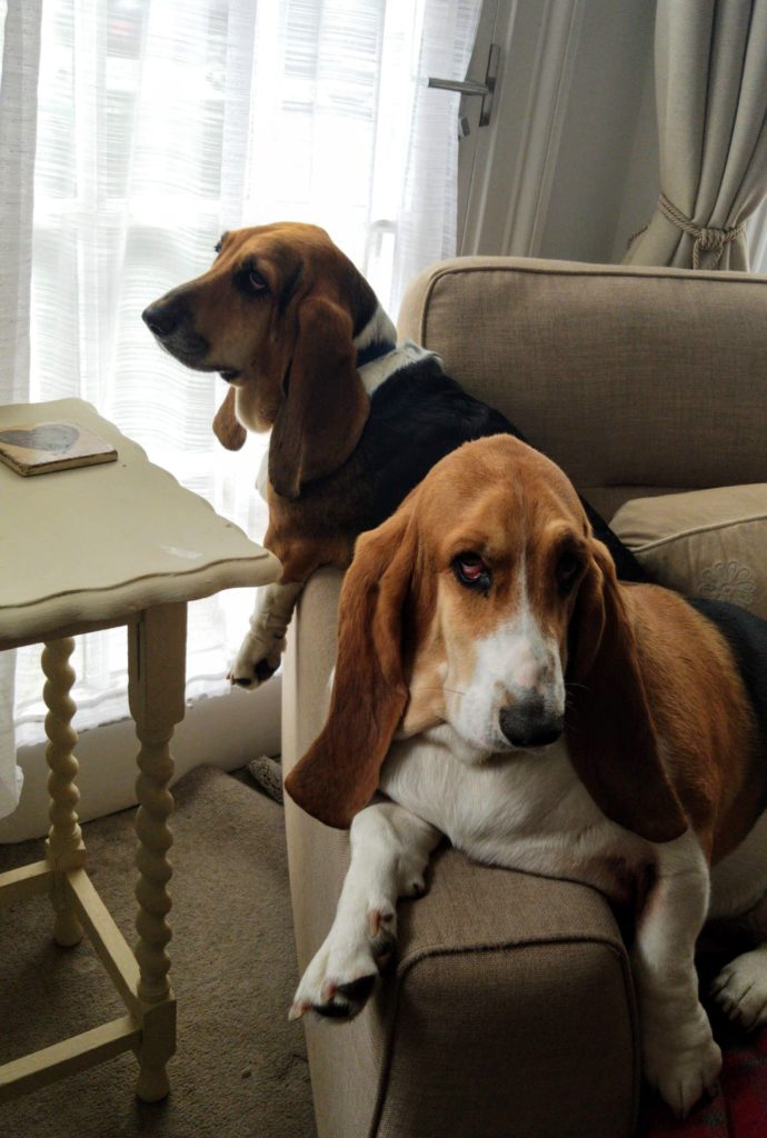 Two basset hounds sit on a chair in the living room