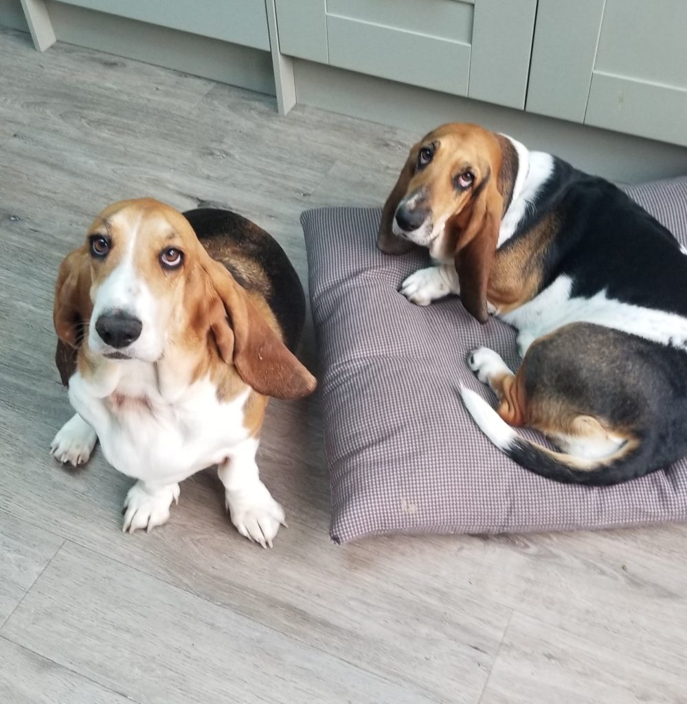 Two Basset Hounds seated on a kitchen floor looking at the camera