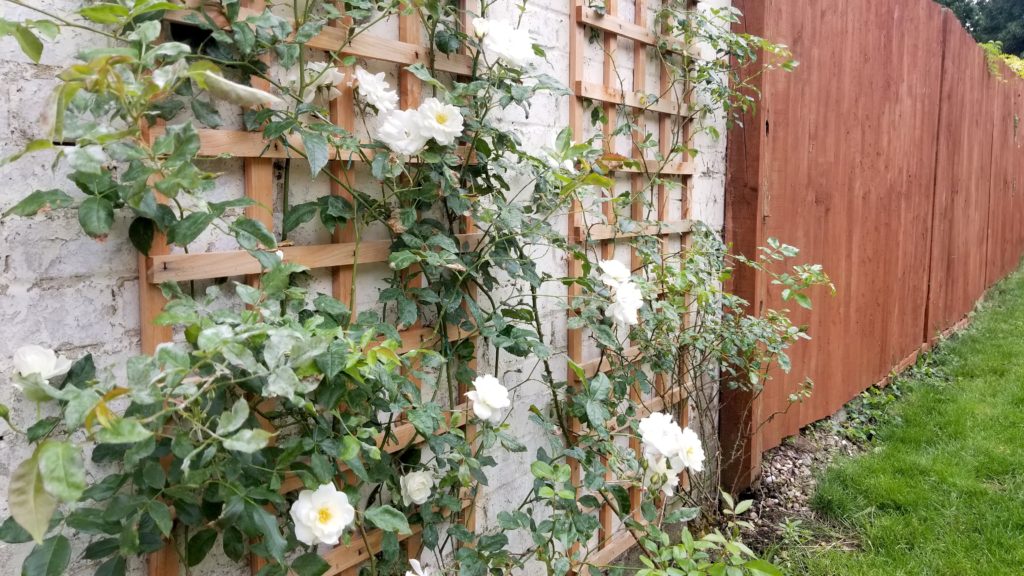 Roses bloom in the fenced in backyard