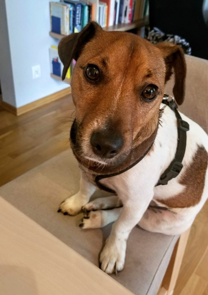 Jack Russell Terrier close up