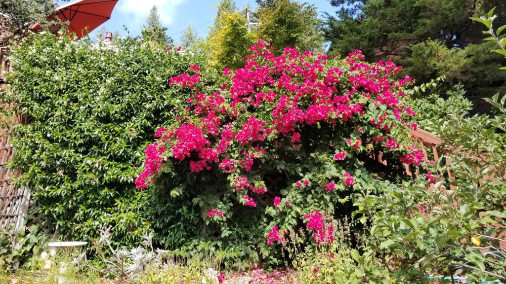 bougainvillea