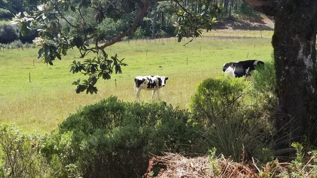 Two cows in a field