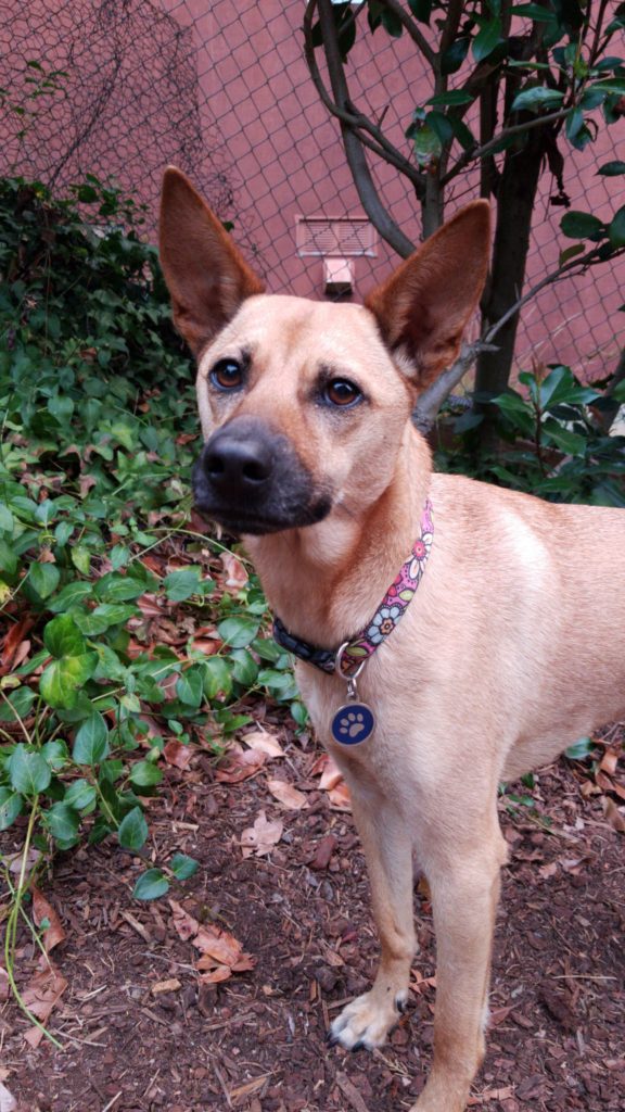 Formosa Mountain Dog standing