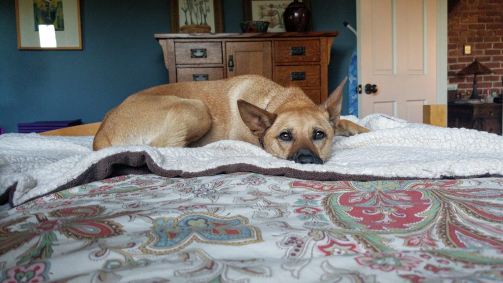 Formosan Mountain Dog lying on a bed. 