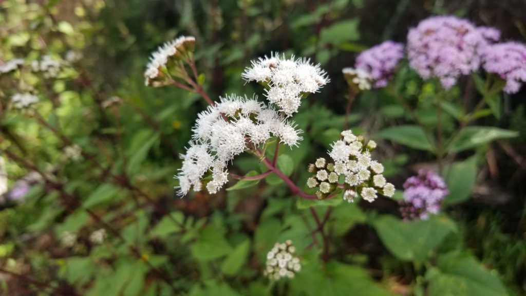 A close up of white wildflowers