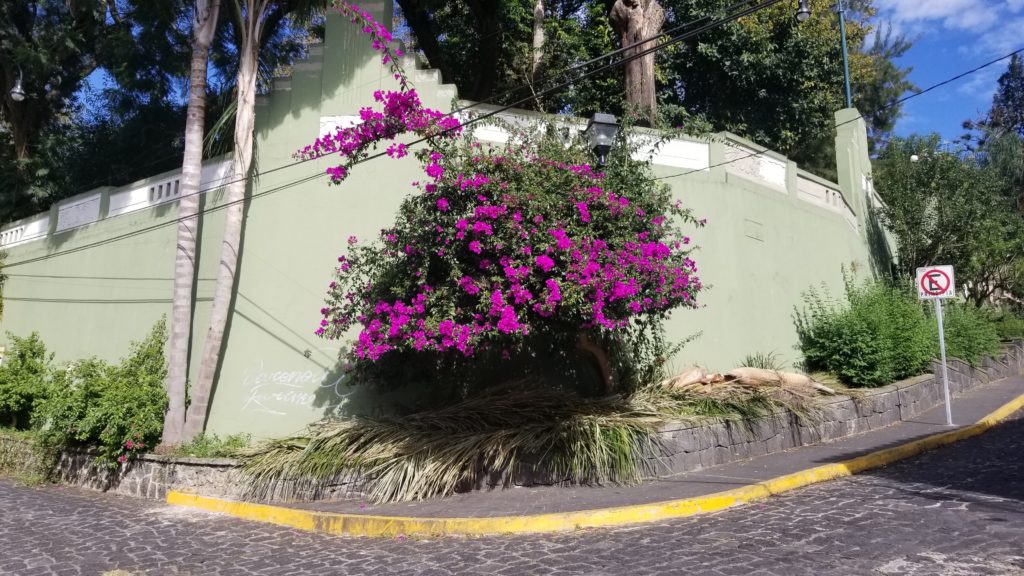 Flowers in Xalapa city center