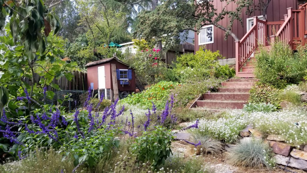 Garden at the back of the cottage