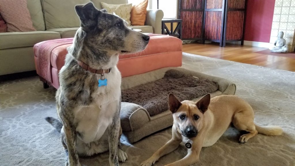 Australian sheppard and Formosan Mountain Dog laying on carpet