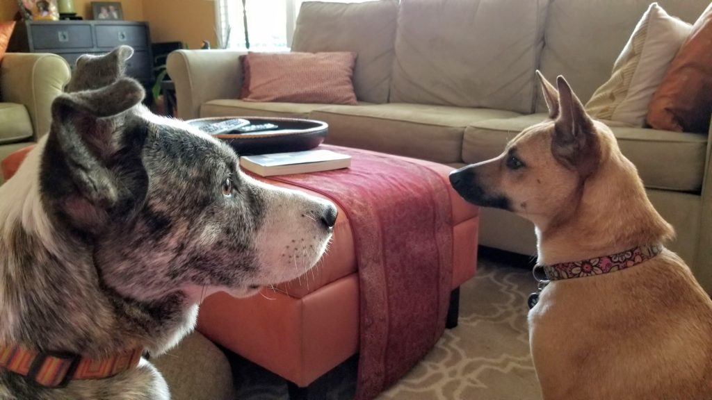Two dogs face each other in a living room