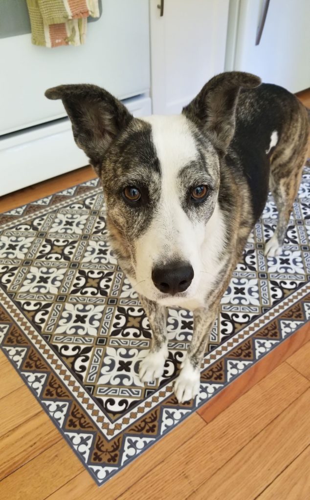 Australian shepherd on a kitchen rug. 