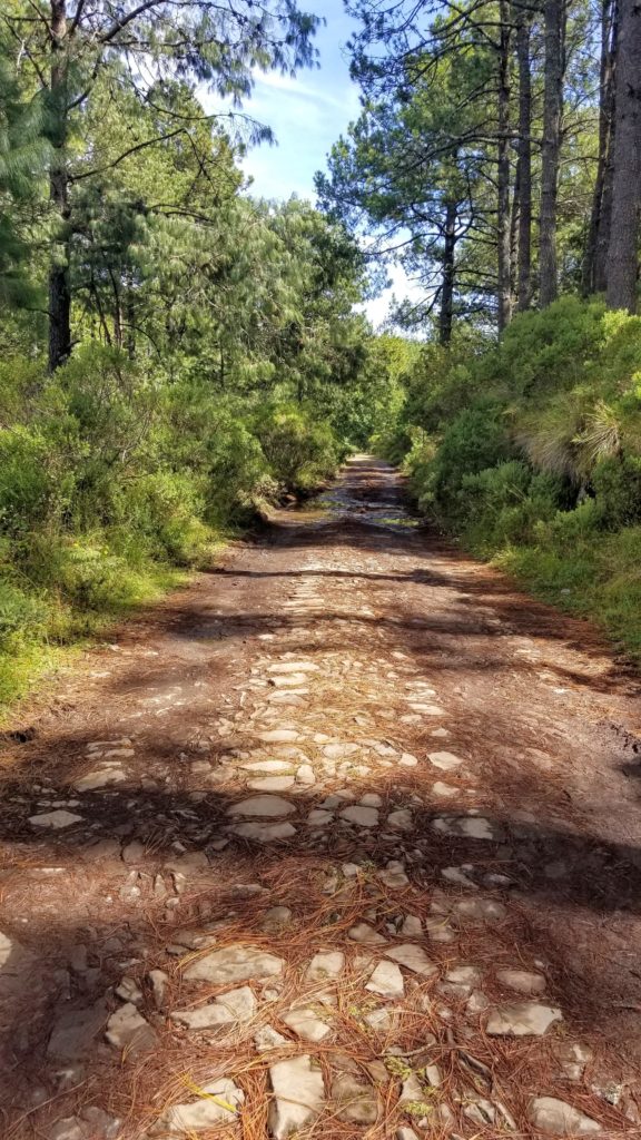 Country road surrounded by trees.