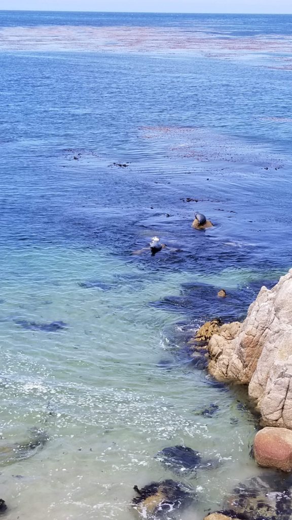 seals in the water