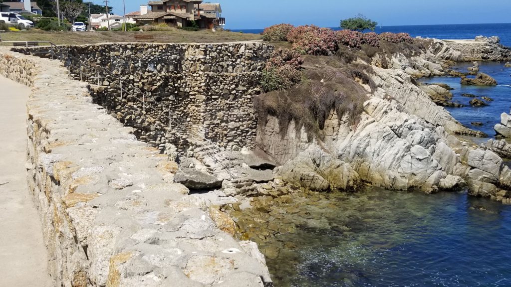 Some plants growing along the rocks