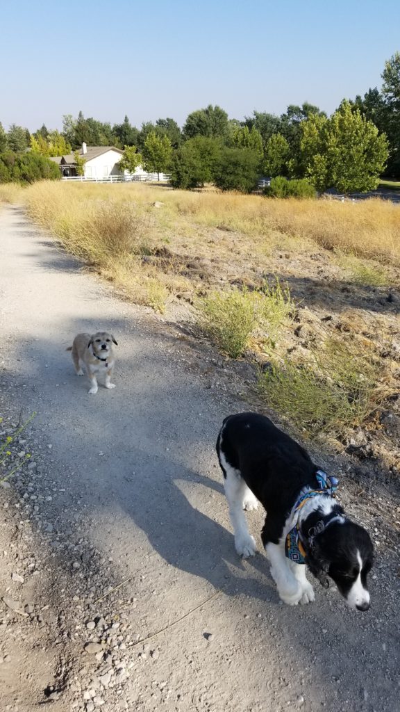 Dogs walking