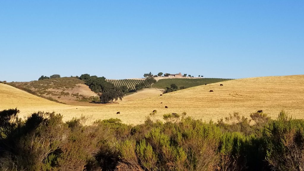 Vineyard on a hill, cows in the foreground. 