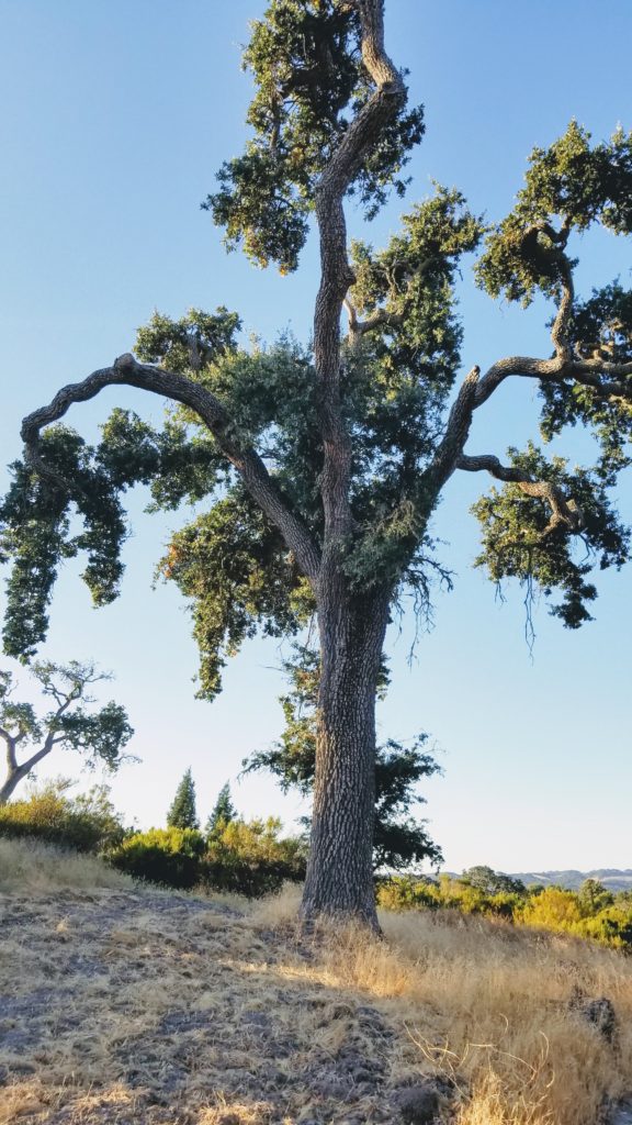 Sycamore tree