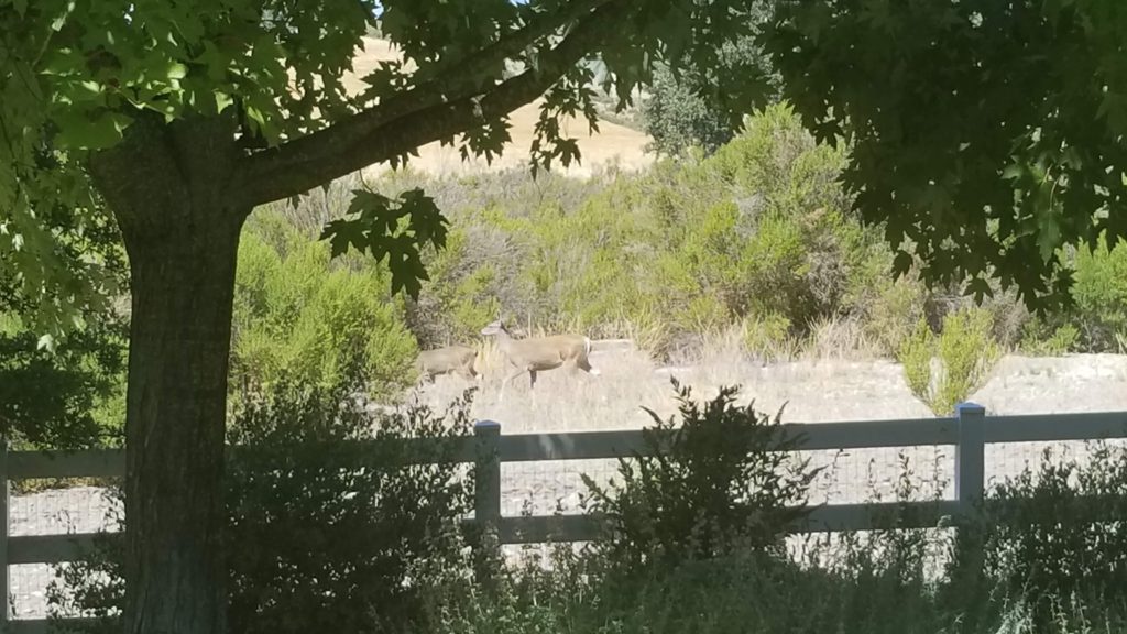 Black Tail Deer grazing. 