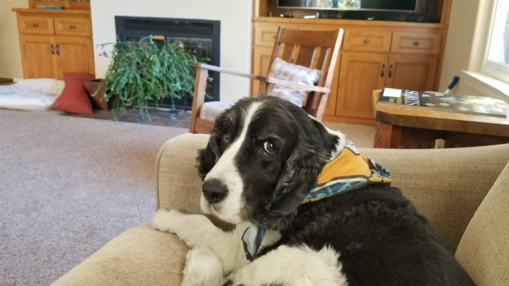 English Spaniel looking back at me.