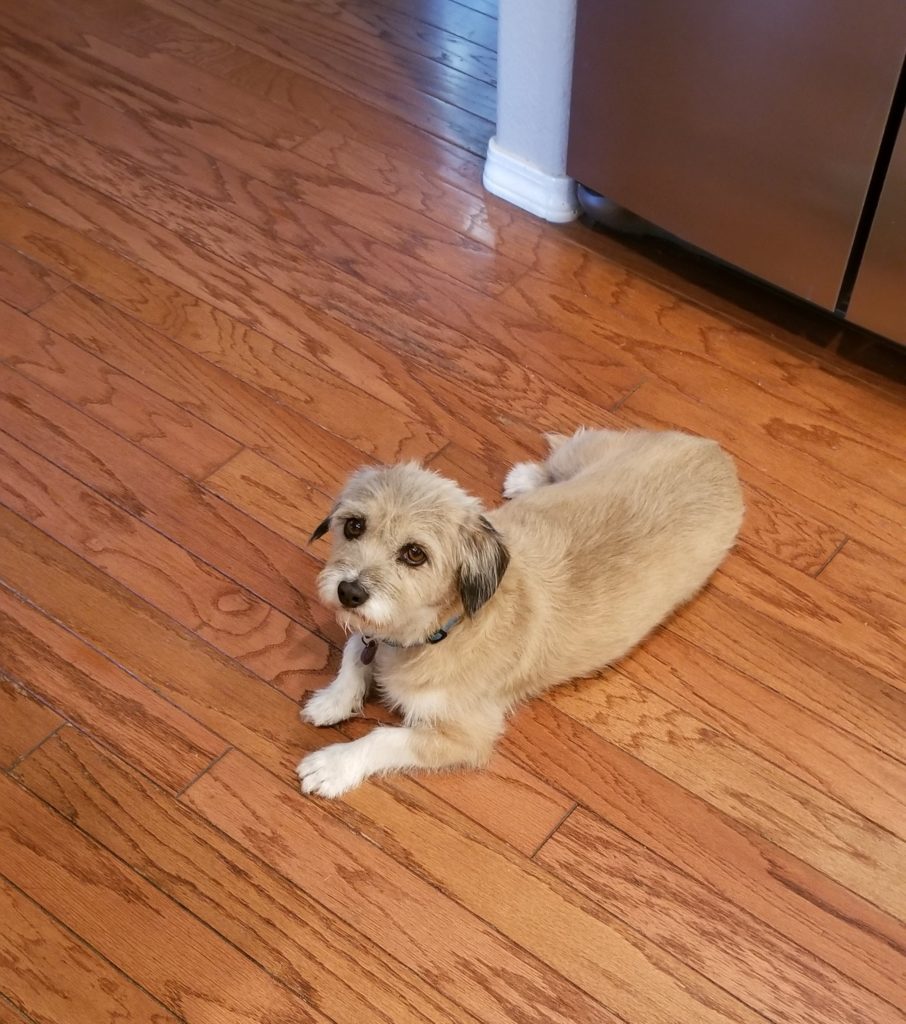 Terrier on the floor looking up