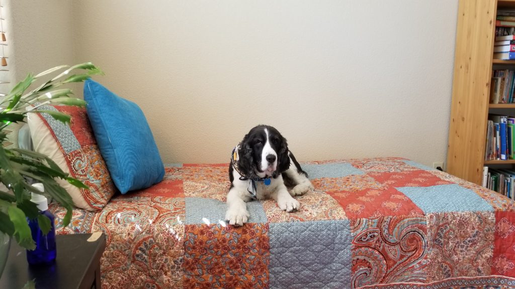 English Spaniel on twin bed.