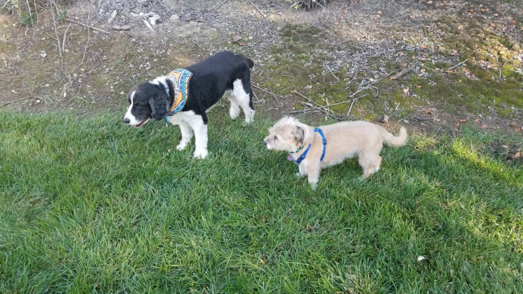 Dogs standing next to each other.