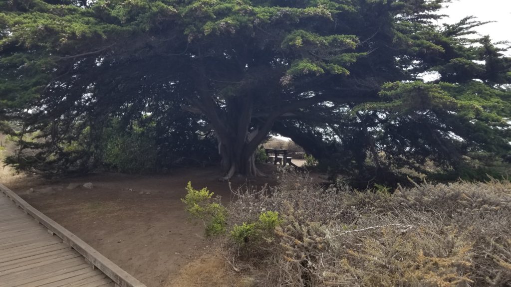 Bench and trees