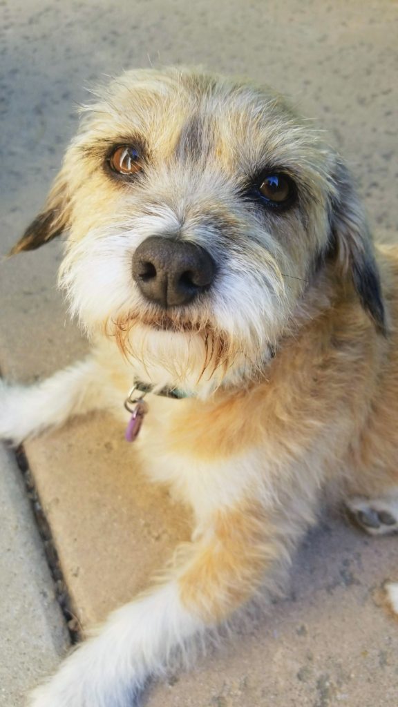 Close up of a dog's face. 