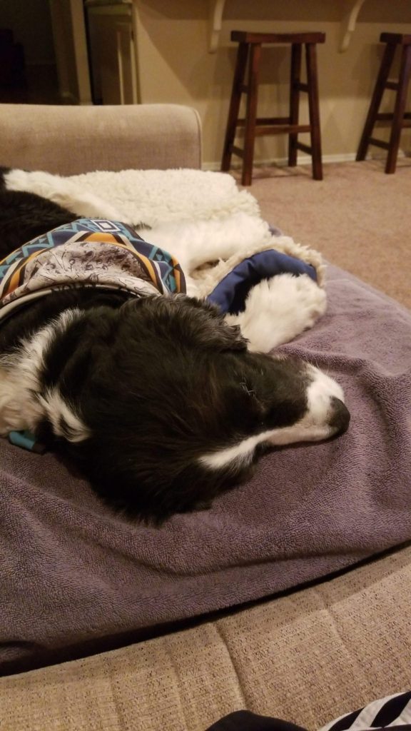 English Spaniel laying on the couch.