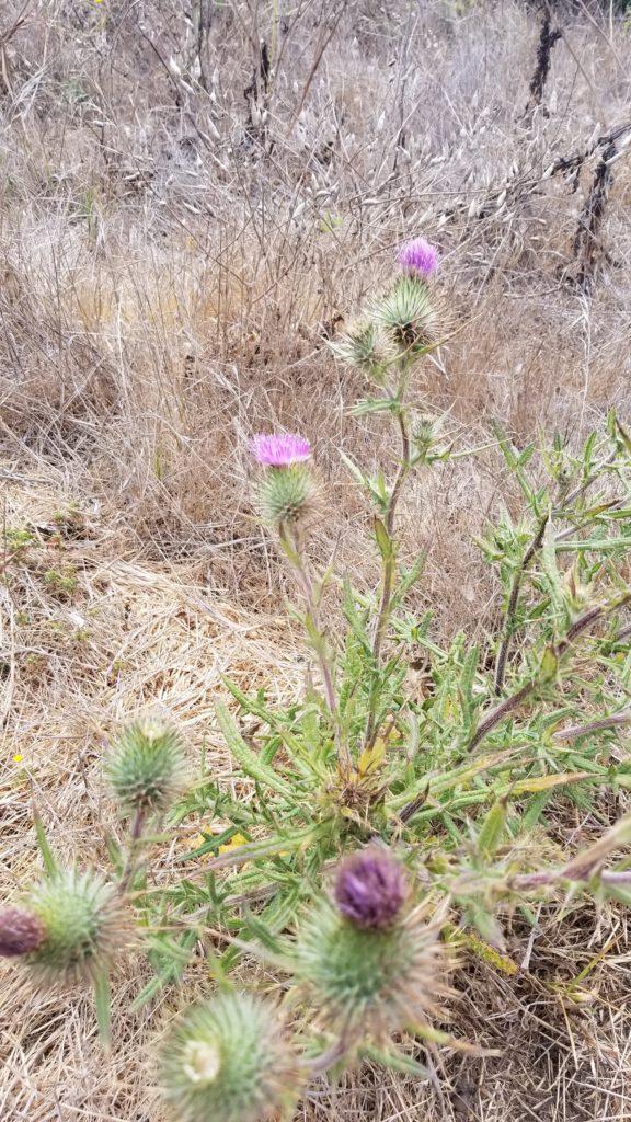 Thistles