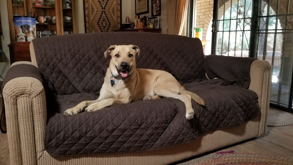 Dog on a couch smiling