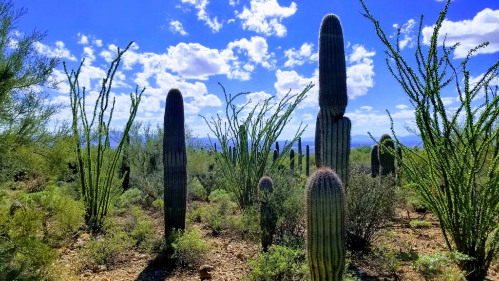 cacti