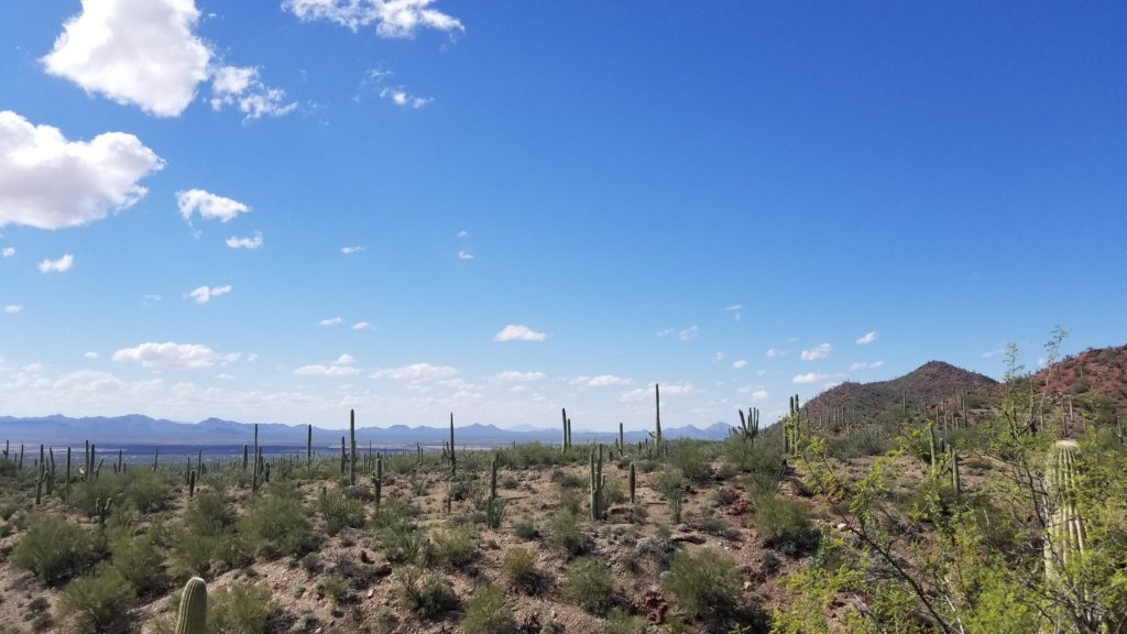 cacti and views. 