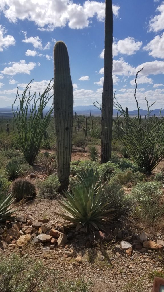 cacti