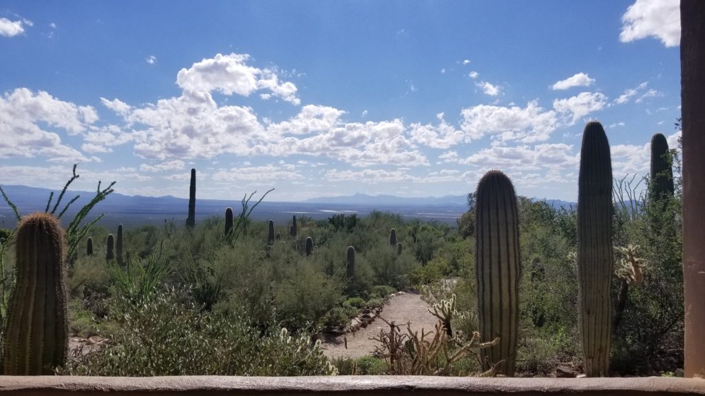 Cactus and Desert trails