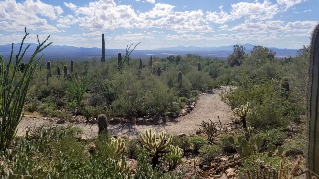 Cactus and Desert trails