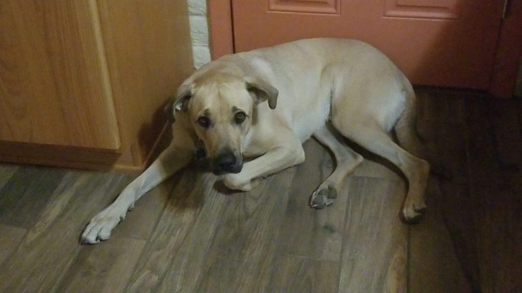 Dog laying on the ground by the door.