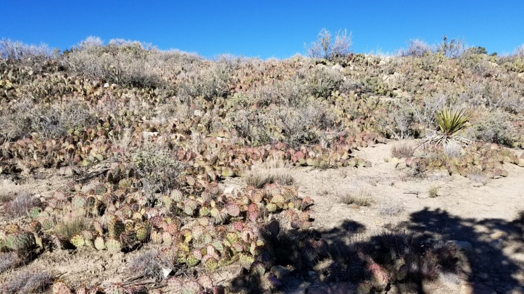 cactus bushes