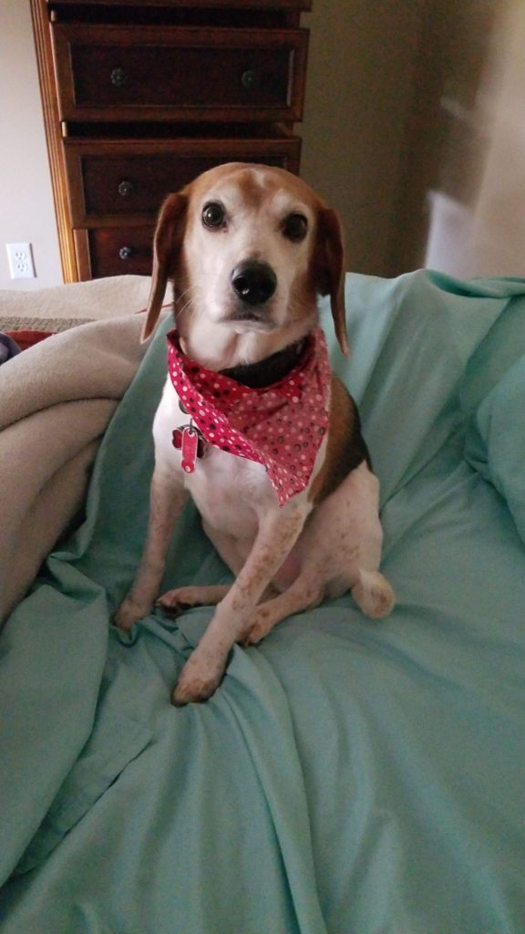 Beagle on a bed