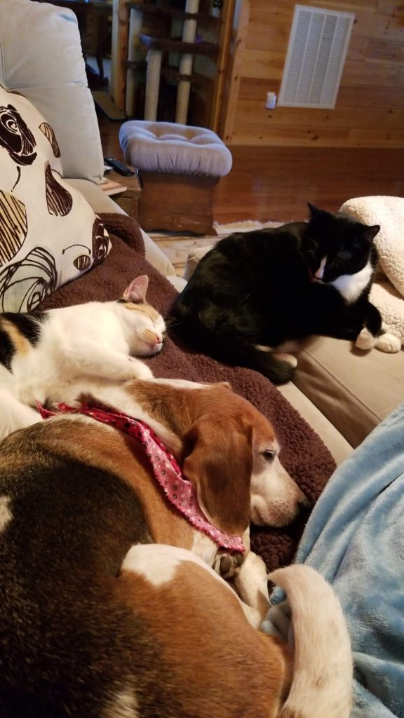 dog and cats curled up on a couch