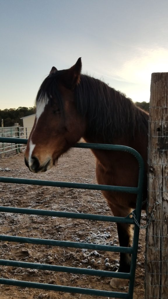 mustang standing by a gate