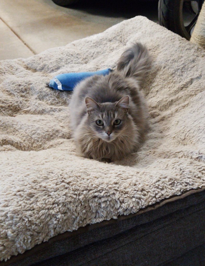 Long haired grey cat on a dog bed.