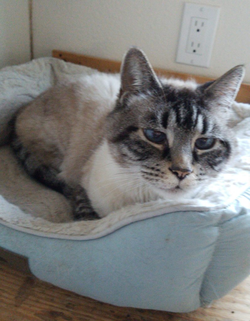 Siamese cat with blue eyes