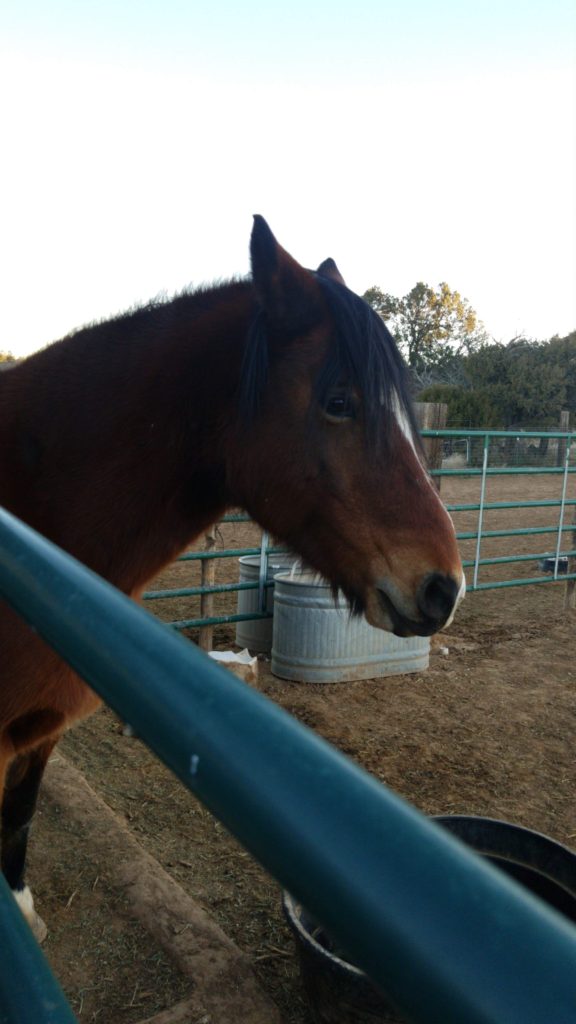 Mustang behind gate