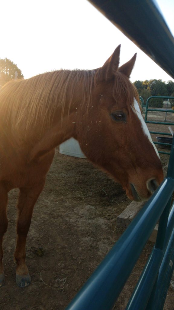 Horse in front of the Sun