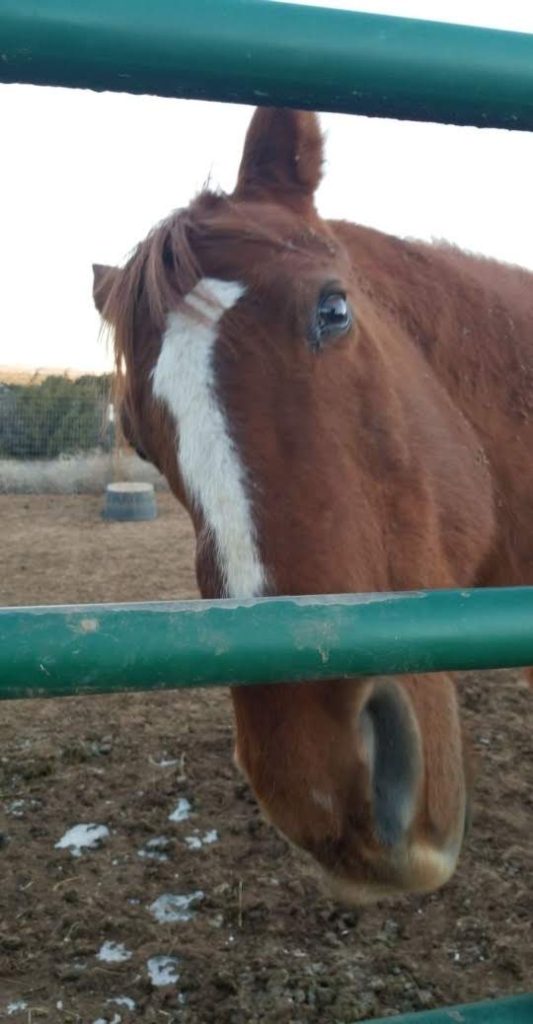 Chestnut Thoroughbred standing by gate